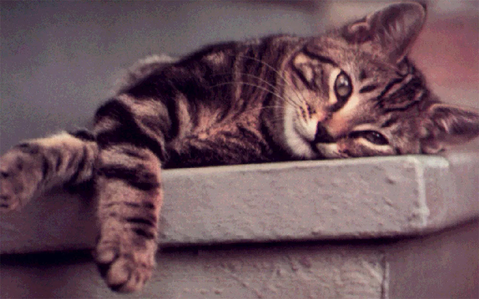 «Эрмитажные» кошки завода