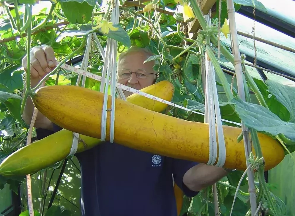 Сеньор помидор от ЗЖБИ-4