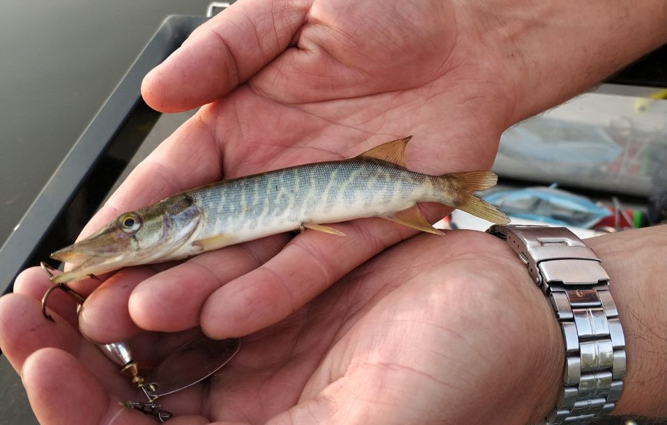 Осенняя путина ЗЖБИ-4