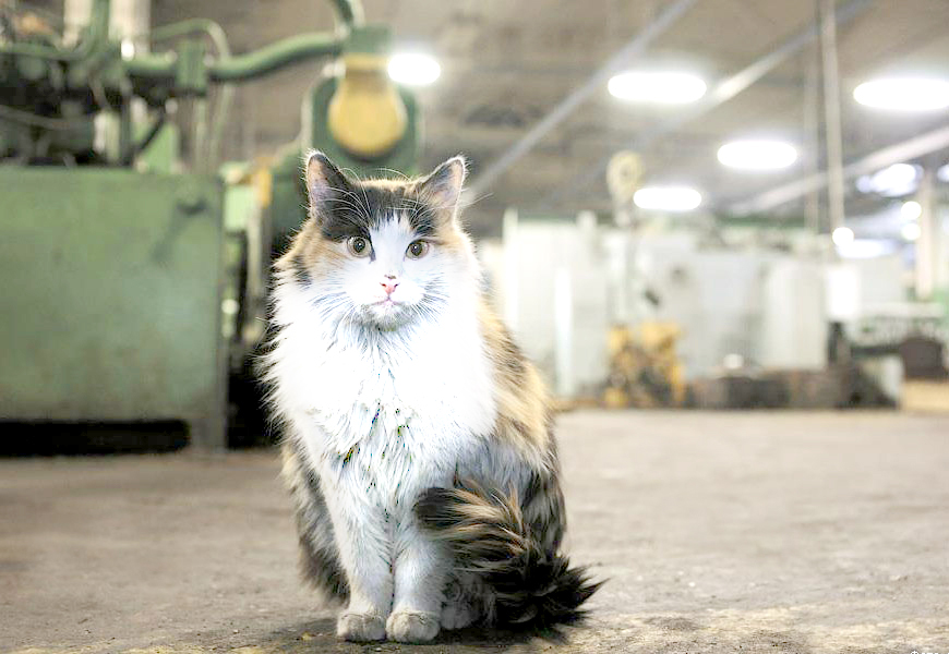 «Эрмитажные» кошки завода