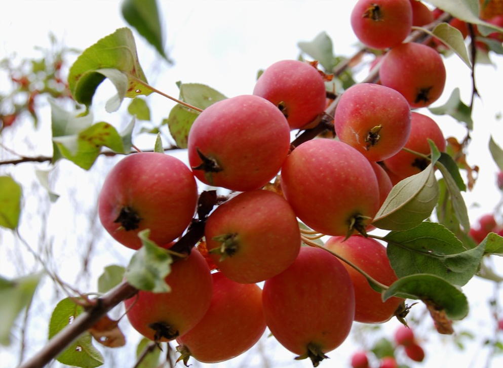 Сеньор помидор от ЗЖБИ-4